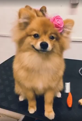 Cachorrinho Spitz após banho e tosa na Meu Pet em Foz do Iguaçu